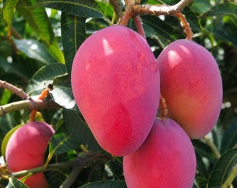 May include: Several ripe mangoes hanging from a tree branch. The fruit has a smooth, oval shape with a vibrant reddish-pink skin that transitions to a lighter yellow-orange hue. Long, dark green, pointed leaves surround the clusters of fruit.