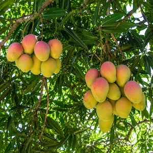 May include: Two clusters of ripe mangoes hanging from tree branches. The fruits exhibit a gradient of colors, transitioning from yellow to reddish-pink. The mangoes are surrounded by dense, dark green, elongated leaves that provide shade.