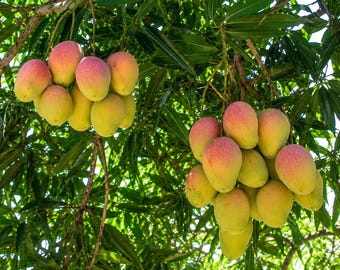 Könnte beinhalten: Zwei Büschel reifer Mangos hängen an Baumzweigen. Die Früchte weisen einen Farbverlauf von Gelb bis Rötlich-Rosa auf. Die Mangos sind von dichten, dunkelgrünen, länglichen Blättern umgeben, die für Schatten sorgen.