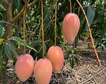 Könnte beinhalten: Vier reife Mangos hängen an einem Ast. Die Früchte haben eine glatte, ovale Form mit einer Haut in Rosa-, Rot- und Gelbtönen. Sie hängen an dünnen, hellbraunen Stielen inmitten von dunkelgrünen, länglichen Blättern in einer Obstplantage.