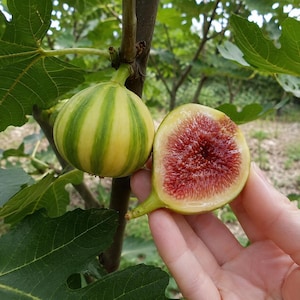 May include: A striped fig with yellow and green skin hanging from a branch next to a halved fig showing a deep red, seeded interior. The fruit has a smooth, rounded shape and is displayed against a backdrop of green leaves on the tree.