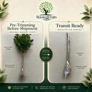 Puede incluir: Una infograf&iacute;a titulada Rooted Fruits que muestra un &aacute;rbol en su estado original de vivero con follaje sin podar y ra&iacute;ces expuestas, junto a un &aacute;rbol listo para el transporte envuelto en material protector con una zona radicular sellada.