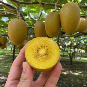 May include: A golden kiwi fruit cut in half, revealing a bright yellow interior with small black seeds, held in front of a cluster of whole, oval-shaped golden kiwis hanging from vines in an orchard with green leaves and branches.
