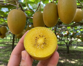 Könnte beinhalten: Eine in der Mitte durchgeschnittene goldene Kiwi mit leuchtend gelbem Fruchtfleisch und kleinen schwarzen Kernen, gehalten vor einer Gruppe ganzer, ovaler goldener Kiwis, die an Reben in einem Obstgarten mit grünen Blättern hängen.