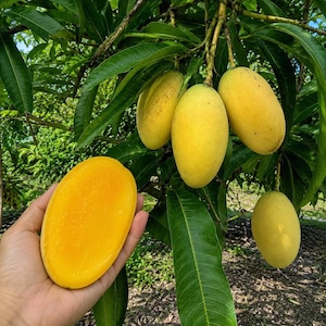 May include: A sliced yellow mango fruit held in a palm, showcasing its smooth, vibrant orange-yellow flesh, positioned in front of a mango tree with several whole, oval-shaped yellow mangoes hanging from the branches among long green leaves.