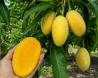 Könnte beinhalten: Eine aufgeschnittene gelbe Mango in einer Handfläche, die ihr glattes, leuchtend orange-gelbes Fruchtfleisch zeigt, vor einem Mangobaum mit mehreren ganzen, ovalen gelben Mangos, die an den Zweigen zwischen langen grünen Blättern hängen.