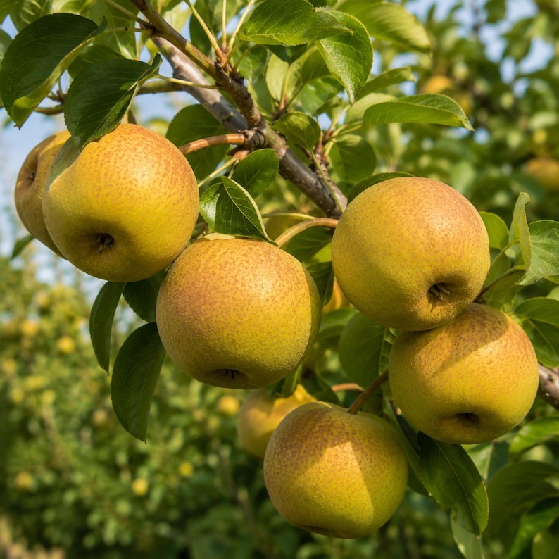 Puede incluir: Un racimo de peras redondas de color amarillo verdoso con sutiles motas de color marr&oacute;n rojizo que cuelgan de la rama de un &aacute;rbol. Las peras est&aacute;n rodeadas de hojas de color verde vibrante, con un huerto desenfocado al fondo.