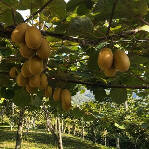 May include: A cluster of golden kiwi fruits hanging from a vine in an orchard. The oval-shaped fruits have smooth, light brown skin and are suspended among large, broad green leaves on a wooden trellis structure under natural sunlight.