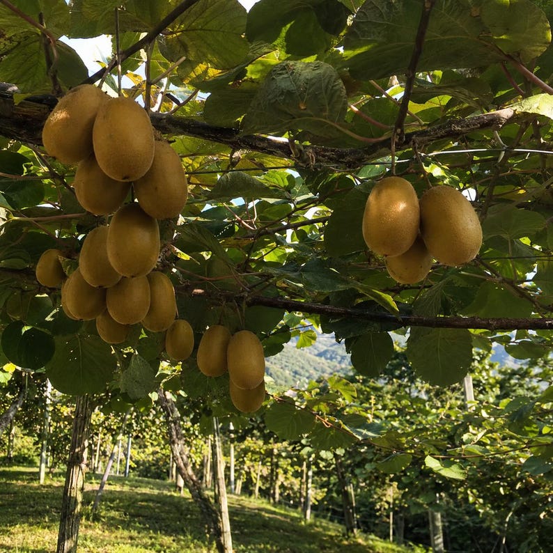 May include: A cluster of golden kiwi fruits hanging from a vine in an orchard. The oval-shaped fruits have smooth, light brown skin and are suspended among large, broad green leaves on a wooden trellis structure under natural sunlight.