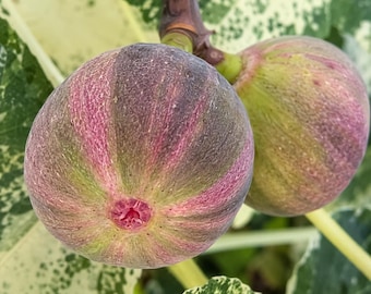 Variegated Fig Tree Sapling: Rare Striped Fruit Edible Plant (Bare Root)