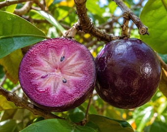 Könnte beinhalten: Eine ganze Sternapfel-Frucht und eine halbierte Sternapfel-Frucht hängen an einem Baumzweig. Die halbierte Frucht zeigt ein leuchtend violettes, sternförmiges Fruchtfleisch mit kleinen dunklen Kernen, während die ganze Frucht eine glatte, dunkle Schale hat.