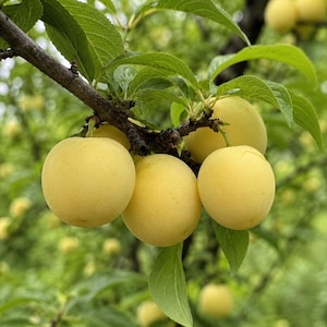 May include: A cluster of round, pale yellow plums hanging from a dark brown tree branch. The fruit has a smooth, matte skin and is surrounded by vibrant green, serrated leaves. The plums are attached to the branch by thin, light green stems.