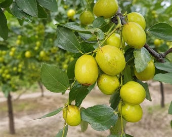 Könnte beinhalten: Eine Ansammlung von glatten, runden, hellgrünen Jujube-Früchten, die an einem Ast hängen. Die Früchte sind oval geformt mit einer glänzenden Schale und von dunkelgrünen, ovalen Blättern umgeben. Im Hintergrund ist ein unscharfer Obstgarten zu sehen.