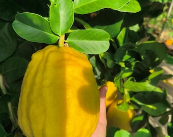 Puede incluir: Un cidro grande de color amarillo brillante con una piel texturizada y rugosa que cuelga de una rama verde con hojas. La fruta tiene una forma alargada e irregular y está unida a un tallo rodeado de hojas de color verde vibrante al aire libre.