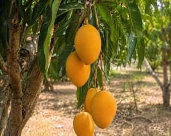 Grafted Alphonso Mango Tree Rare Indian Tropical Fruit Sapling Sweet Golden Mangoes