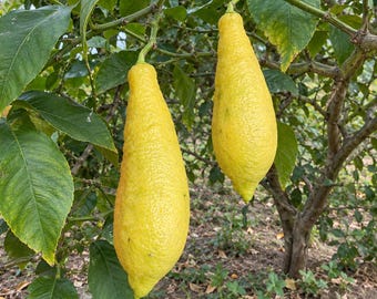 Limonero exótico raro, injertado, retoño de cítricos, árbol frutal de limón de forma única, variedad de limón inusual para jardín, patio, huerto o jardín.