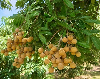 Puede incluir: Racimos de frutos de longan redondos y de color marrón claro que cuelgan de las ramas de un árbol. El fruto tiene una piel fina, texturizada y de color tostado, rodeado de densas hojas pinnadas de color verde oscuro bajo un cielo soleado.