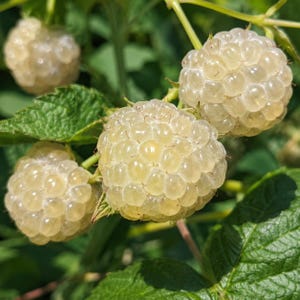 May include: A cluster of ripe, pale yellow raspberries growing on a green leafy vine. Each individual fruit features a rounded, textured surface composed of many small, translucent drupelets. The berries are illuminated by bright sunlight.