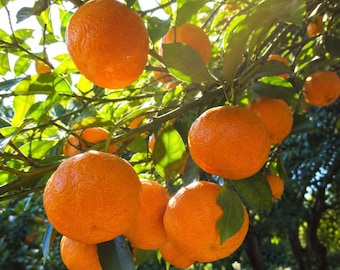 Puede incluir: Un racimo de cítricos de color naranja brillante que cuelgan de las ramas de un árbol con hojas de color verde vibrante. Las frutas redondas tienen cáscaras texturizadas e iluminadas por la luz solar natural que se filtra a través del follaje.
