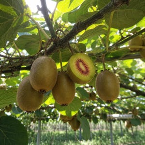 May include: Several fuzzy brown kiwifruit hanging from a vine with green leaves. One kiwifruit is sliced in half, revealing a bright green flesh with a vibrant red center surrounded by small black seeds, while the others remain whole and intact.