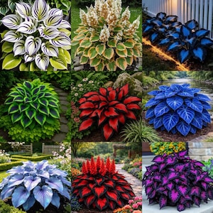 Hosta Mixed -Perennial Bare Roots, you chose amount! This is a true mix, we do not know exactly what will be sent out in each order