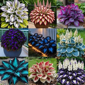 May include: A collage of nine distinct hosta plants featuring varied foliage colors including white and green striped, red and white, purple and green, deep blue, and teal patterns, with some plants displaying tall white or pink flower spikes.