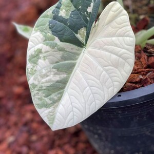 Alocasia regal shields - Etsy 日本