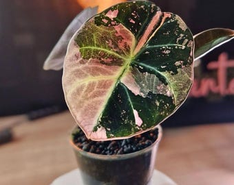 アロカシア ブラックベルベット ピンク球根 希少な生きた植物の繁殖用苗 栽培準備完了