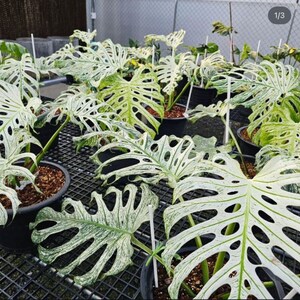 Monstera devil monster - Etsy 日本