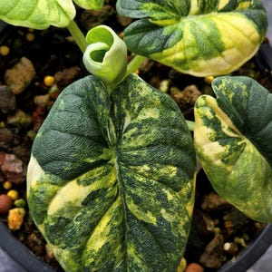 Alocasia melo albo - Etsy 日本