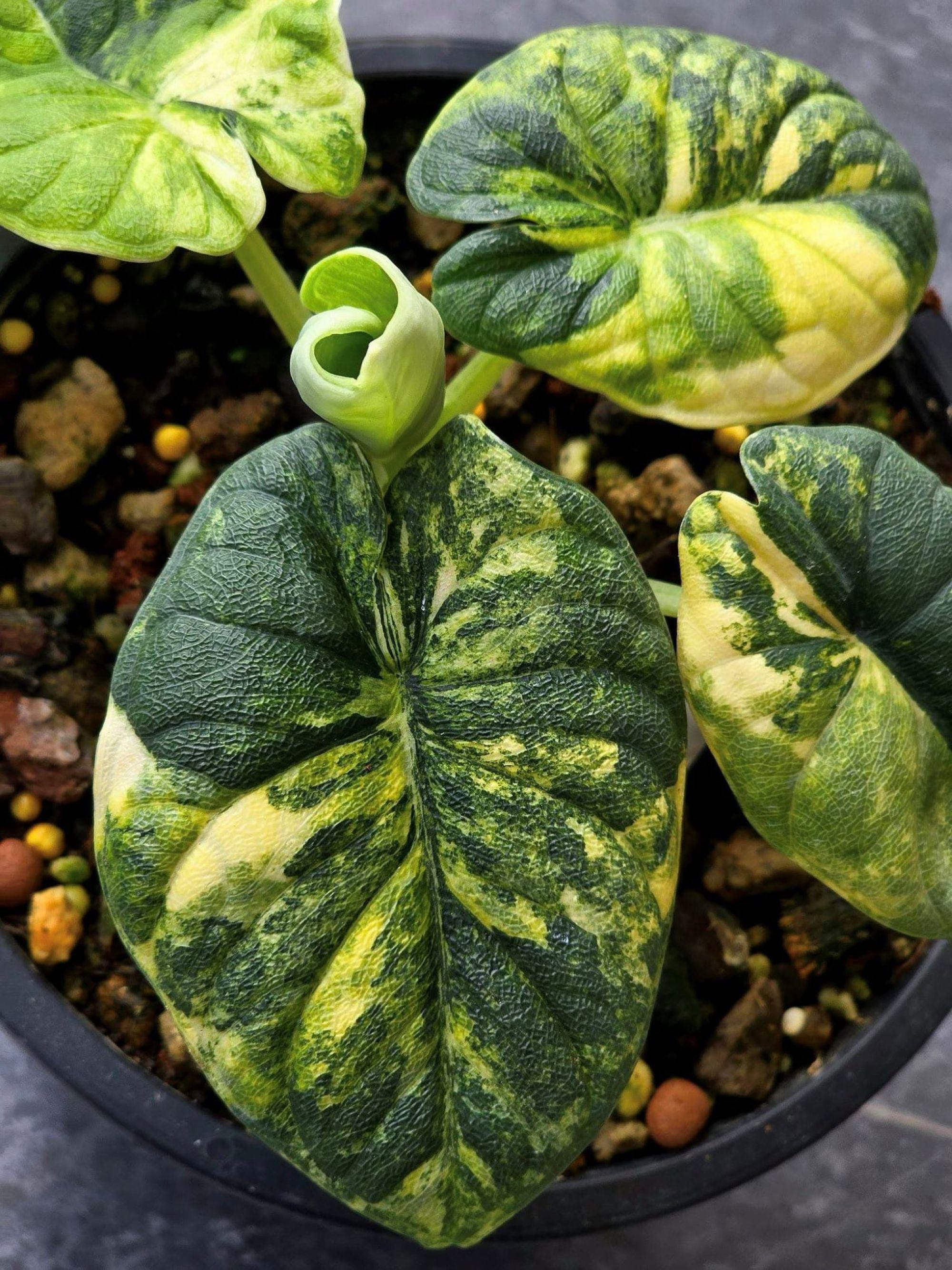 Variegated alocasia melo - Etsy 日本
