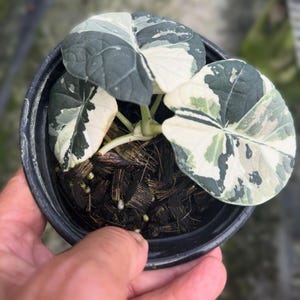 Variegated alocasia maharani - Etsy 日本