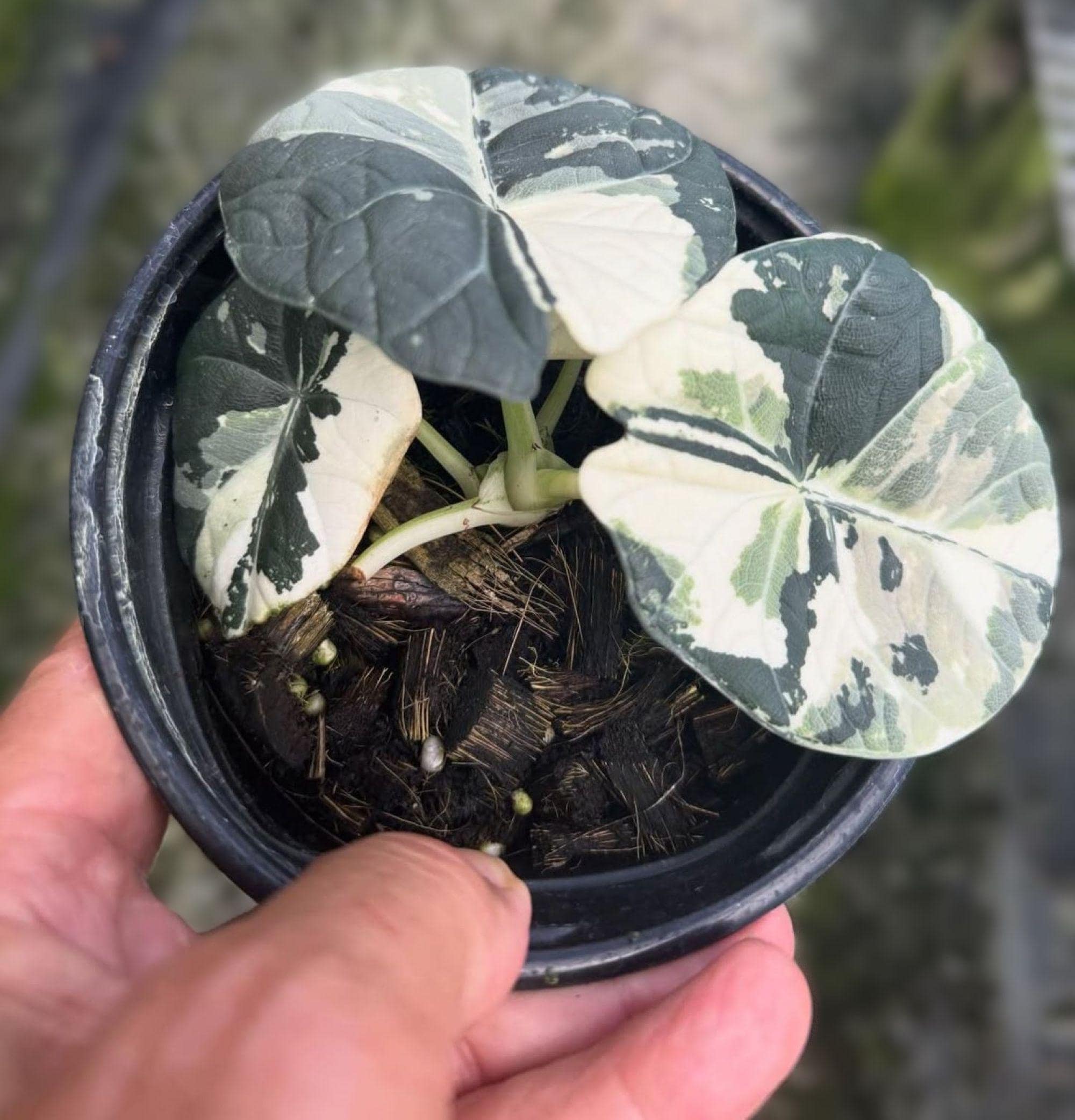 Variegated alocasia maharani - Etsy 日本