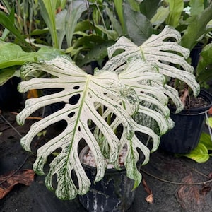 Monstera devil monster - Etsy 日本