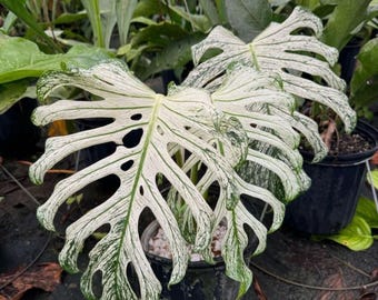 Monstera Devil Monster Talea radicata Rara pianta da appartamento
