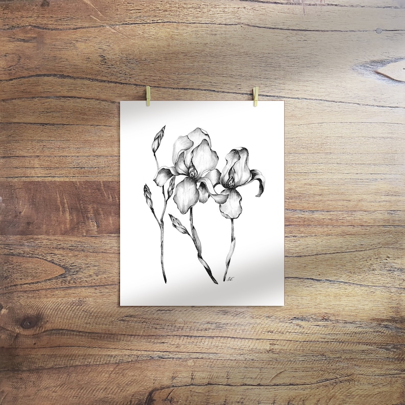 Printable Flower Sketch, Iris Flower Drawing, Floral Sketch, Flower Art Print, Digital Download, Botanical Wall Art, Nature Poster, Iris Art image 2