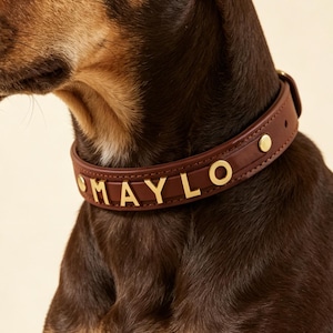 Pode incluir: Uma coleira para cão castanho-escura com letras de metal dourado que formam o nome MAYLO. A coleira é feita de um material liso castanho-escuro e inclui rebites de metal dourado para um fecho seguro à volta do pescoço.