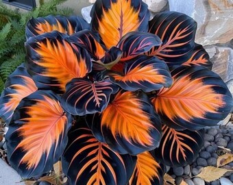 Levende hostabollen | Schaduwminnende vaste plant | Tuinplanten met zachtgroen blad