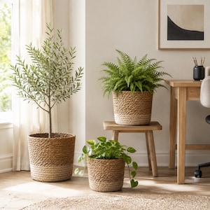 May include: Three cylindrical woven seagrass baskets with a natural tan upper section and a lighter cream-coloured base. Each basket contains a green houseplant, including an olive tree, a fern, and a trailing pothos plant, arranged in a room.