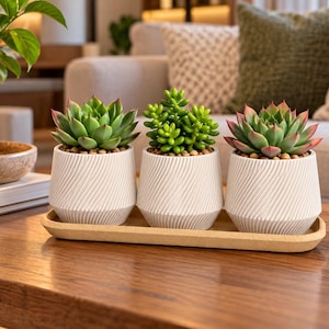 May include: Three small green succulent plants potted in white ceramic containers with a diagonal ribbed texture. The pots are arranged in a row on a rectangular light-colored wooden tray, each filled with small brown pebbles around the plant base.