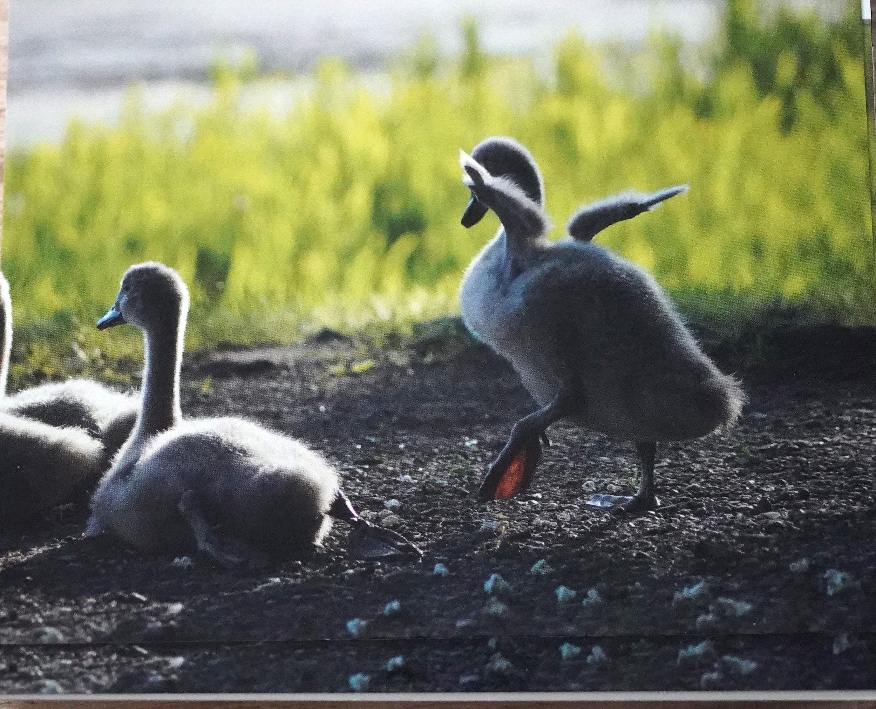12 Blank Note Cards Swan Series 6 - Etsy
