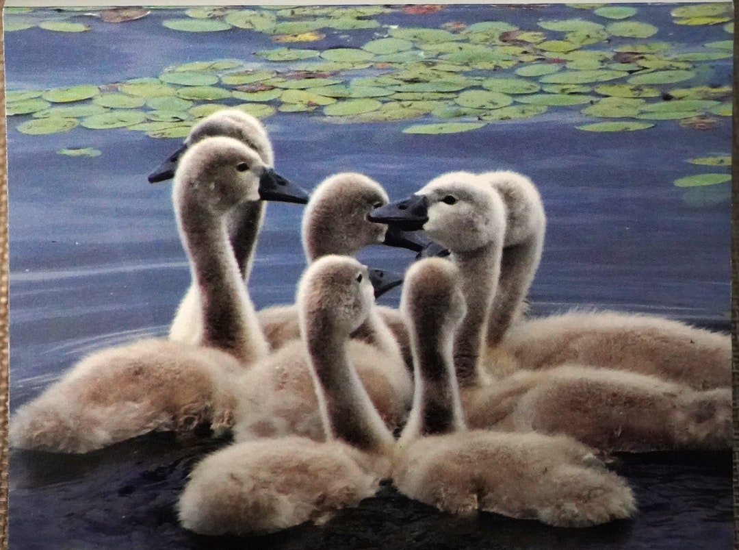 12 Blank Note Cards Swan Series 4 - Etsy
