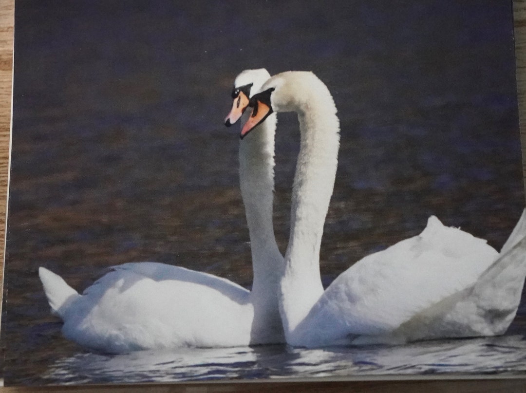 12 Blank Note Cards Swan Series 6 - Etsy