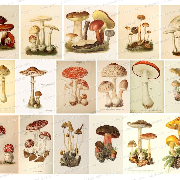 Mushroom Vintage Images, Junk Journal Mushroom Cards, Printable Collage Sheet, Antique Ephemera Digital Download 2799