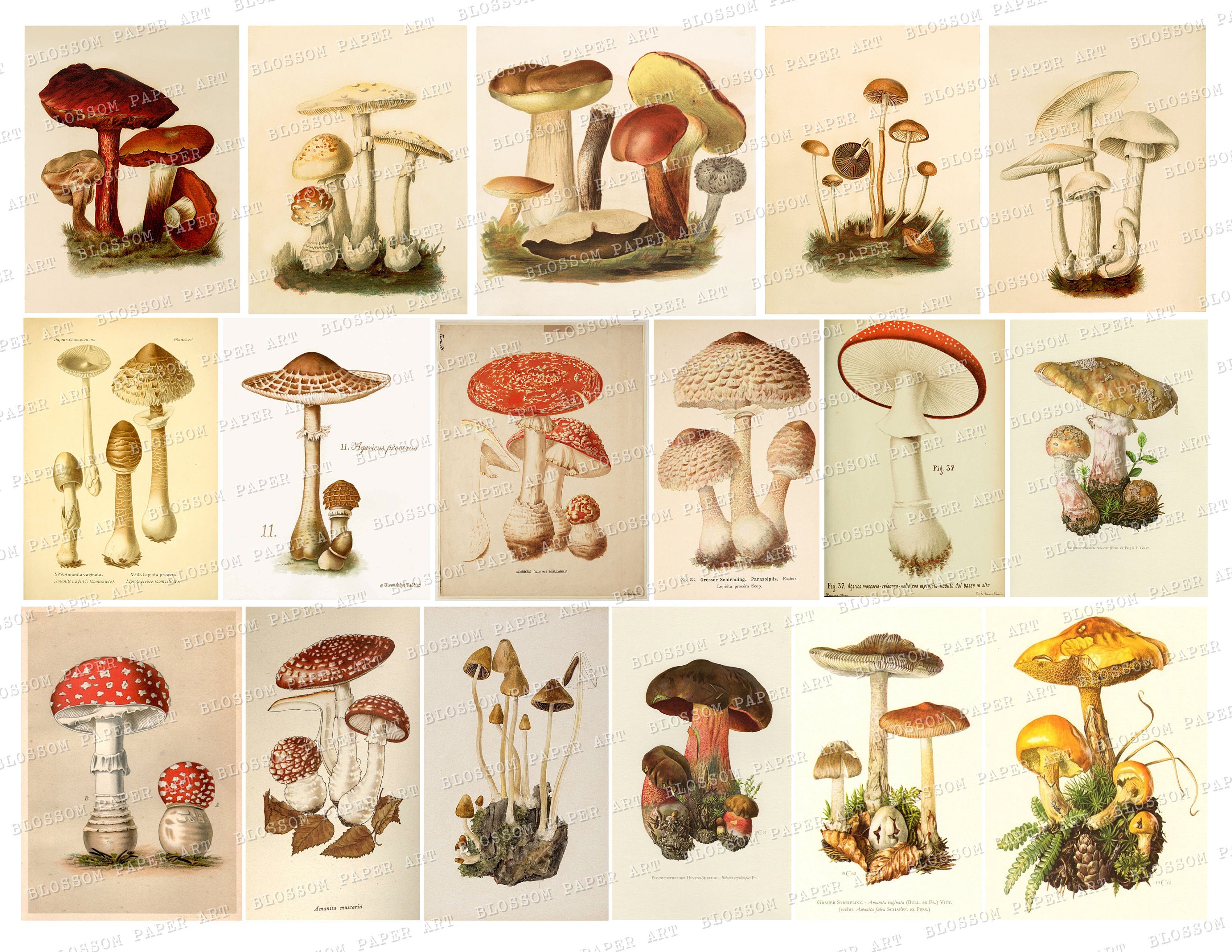 Mushroom Vintage Images Junk Journal Mushroom Cards Etsy