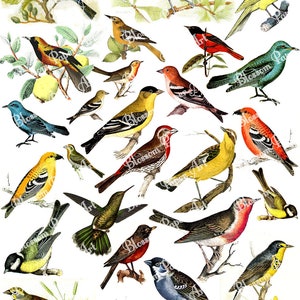 Birds Collage Sheet Digital Scrapbooking - Vintage Scrapbook - Printables - Download Image - Decoupage - Clipart - 1292