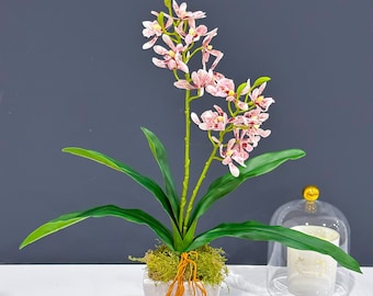以下が含まれることがあります： 白いセラミック製の鉢と受け皿に入ったピンクと白の蘭の植物。植物は白い表面に置かれ、背景にはガラスの覆いが置かれている。