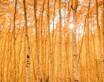Colorado Landscape Photography Print - Rocky Mountain - Aspen Tree - Autumn Fall - Mounted / Hanging Options - 11x14 16x20 20x30 24x36 30x45