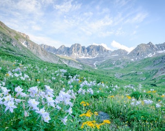 Colorado Landscape Photography Print - Rocky Mountain Summer - Wildflower - Mounted / Hanging Options - 11x14 16x20 20x30 24x36 30x45