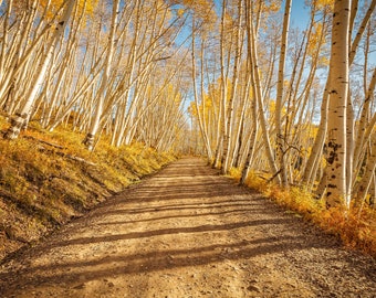 Fall Road, Colorado Print, Landscape Photography, Colorado Gifts, Landscape Wall Art, Autumn Print, Landscape Print, Mounted Option, 5 Sizes